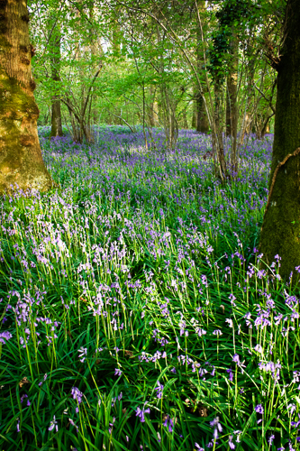 Bluebells